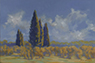 Cypresses
